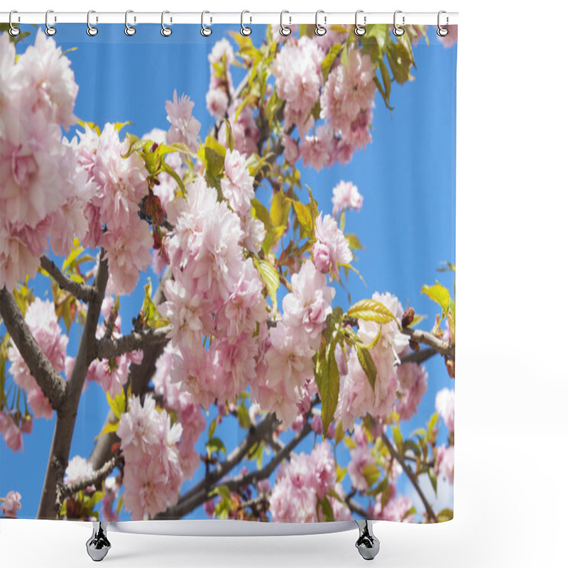 Personality  Sakura Tree Blossoms In Spring Against A Blue Sky. Shower Curtains