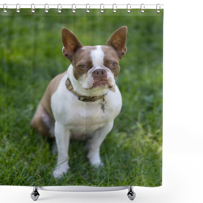 Personality  4-Years Old Red Boston Terrier Female Sitting And Looking At Camera. Off-leash Dog Park In Northern California. Shower Curtains