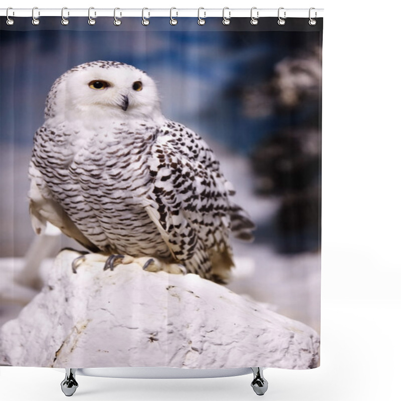 Personality  Snowy Owl Shower Curtains