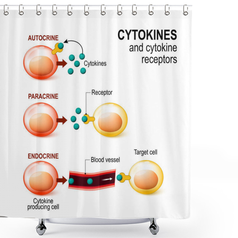 Personality  Cytokine Receptor. Signal Transduction Between Cells. Shower Curtains