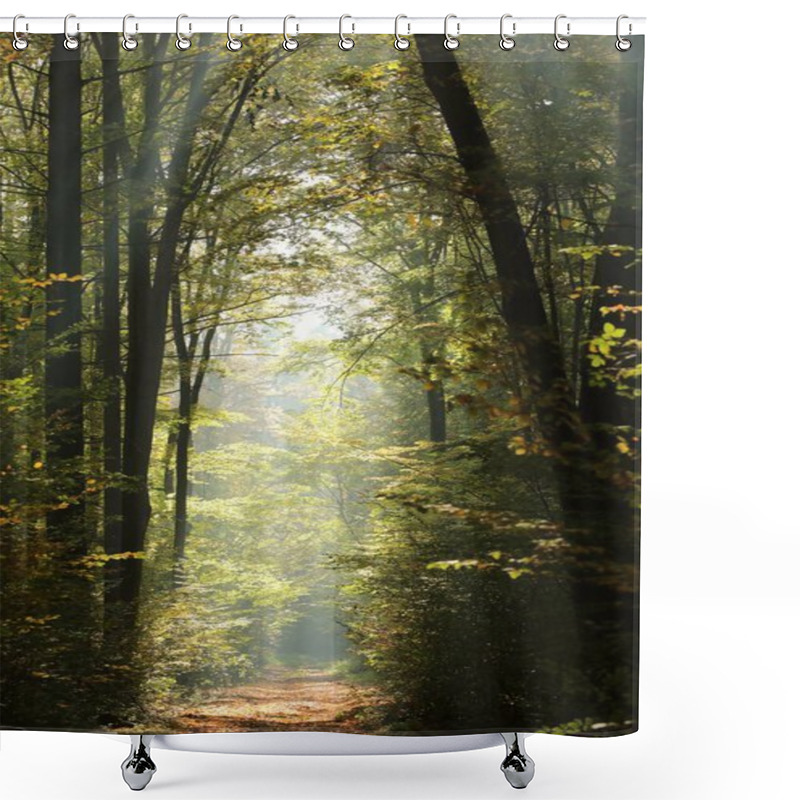 Personality  Forest Path Among Beech Trees On A Sunny Autumn Morning Shower Curtains