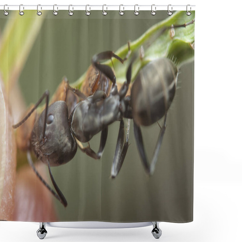 Personality  Black Carpenter Ants On The Tips Of The Weed Grass. Shower Curtains