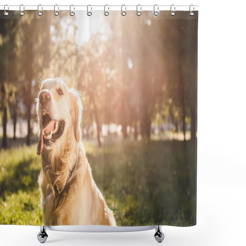 Personality  Selective Focus Of Golden Retriever Sitting On Meadow In Sunlight Shower Curtains