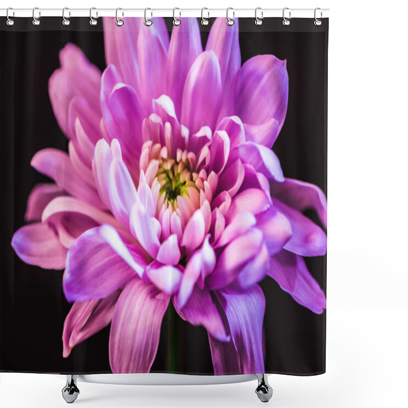 Personality  Close Up Of One Pink Daisy Flower, Isolated On Black Shower Curtains