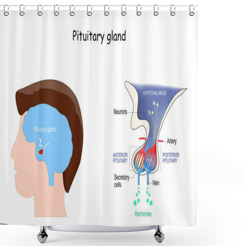 Personality  Pituitary Gland Anatomy. Hormones. Location Of Hypophysis. Vector Illustration. Diagram For Education. Medical Poster About Human's Brain And Endocrine System Shower Curtains