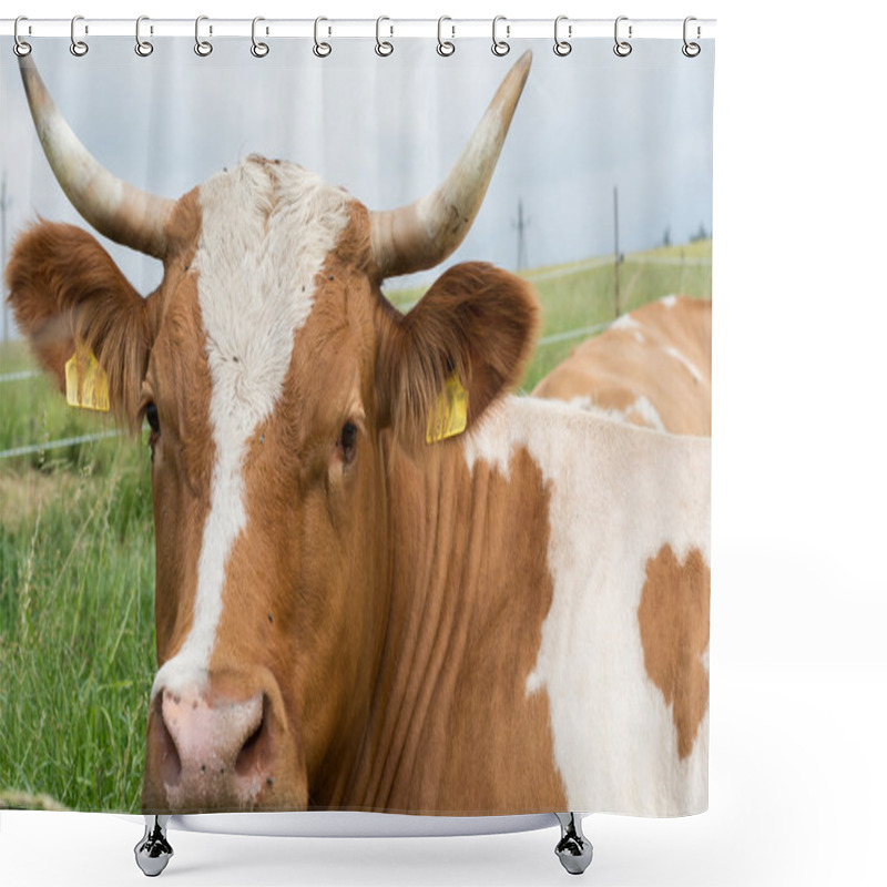 Personality  Cow In The Meadow Shower Curtains