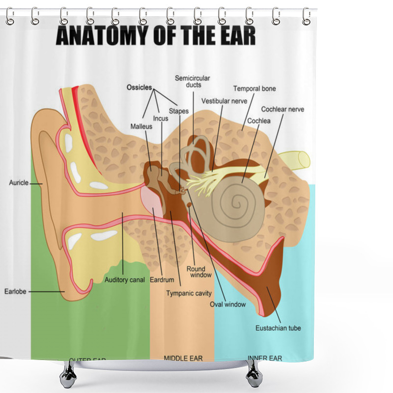 Personality  Anatomy Of The Human Ear Shower Curtains