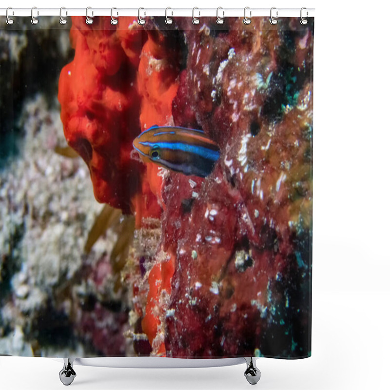 Personality  A Bluestriped Fangblenny (Plagiotremus Rhinorhynchos) In The Indian Ocean Shower Curtains