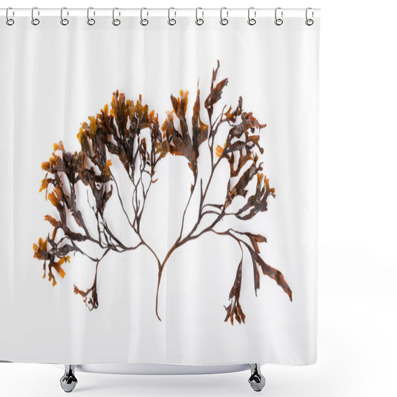 Personality  Fucus Seaweed Isolated On White Background. Baltic Sea. Latvia, Shower Curtains