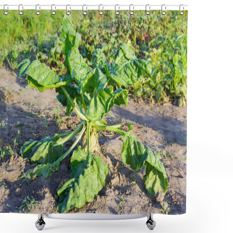 Personality  Growing Single Sugar Beet On A Plantation In Summer Morning Shower Curtains