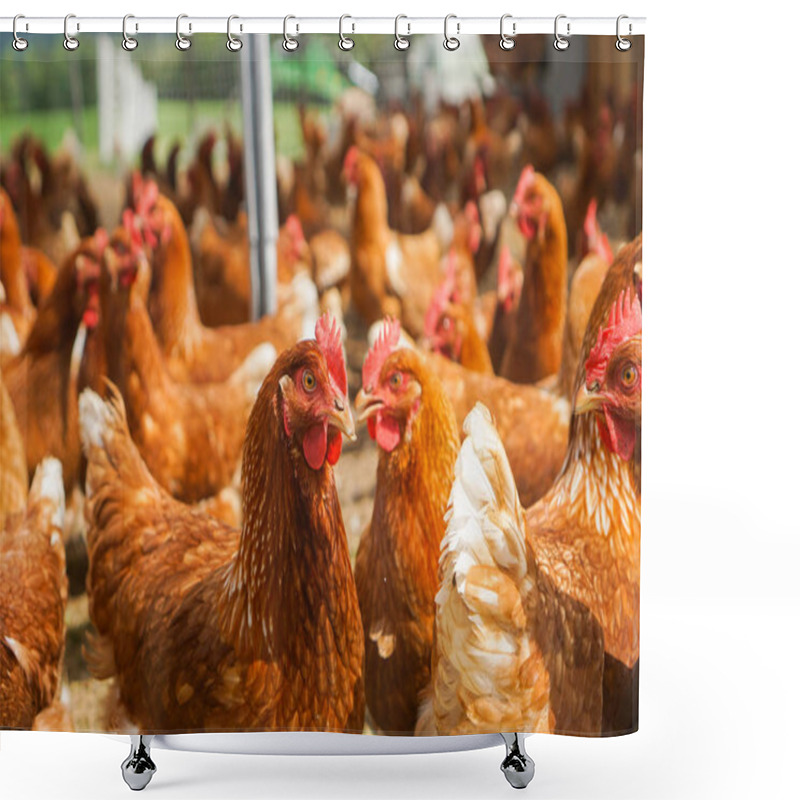 Personality  Chickens Laying Eggs Shower Curtains