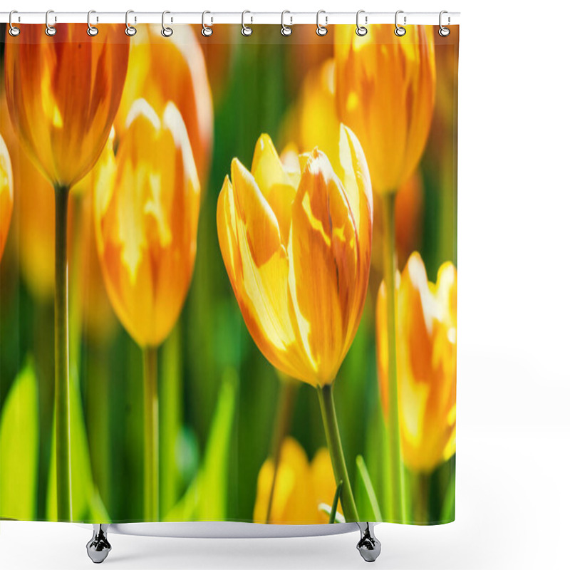 Personality  Yellow And Orange Tulips Blooming Brightly In A Lush Garden Surrounded By Green Leaves, Showcasing The Vibrant Beauty Of Spring. Shower Curtains