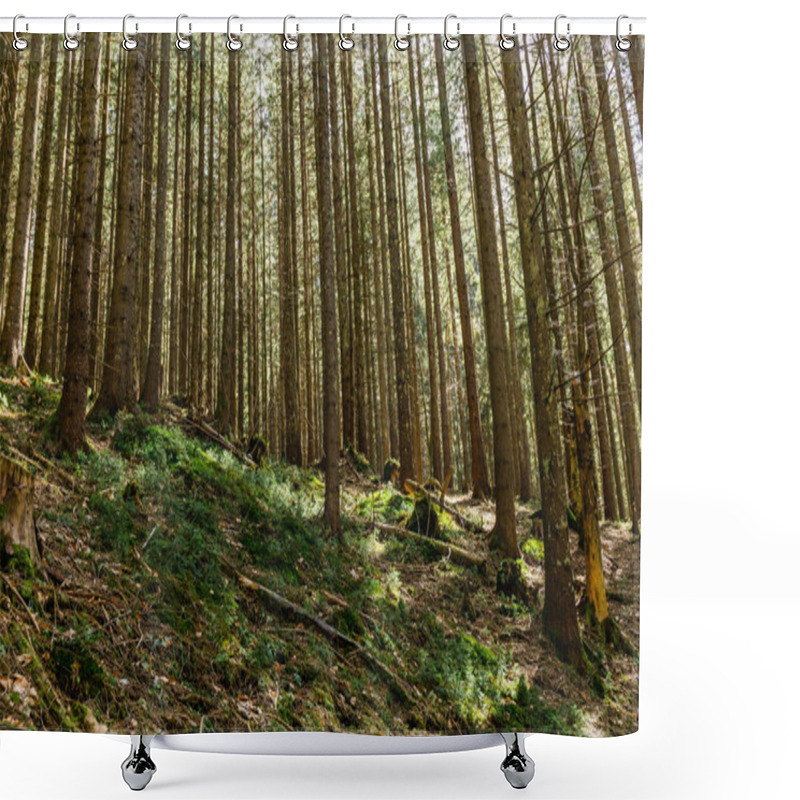 Personality  Scenic View Of Sunlight On Moss In Evergreen Forest  Shower Curtains