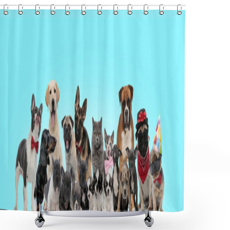 Personality  Curious Looking Cats And Dogs Of Different Breeds Shower Curtains