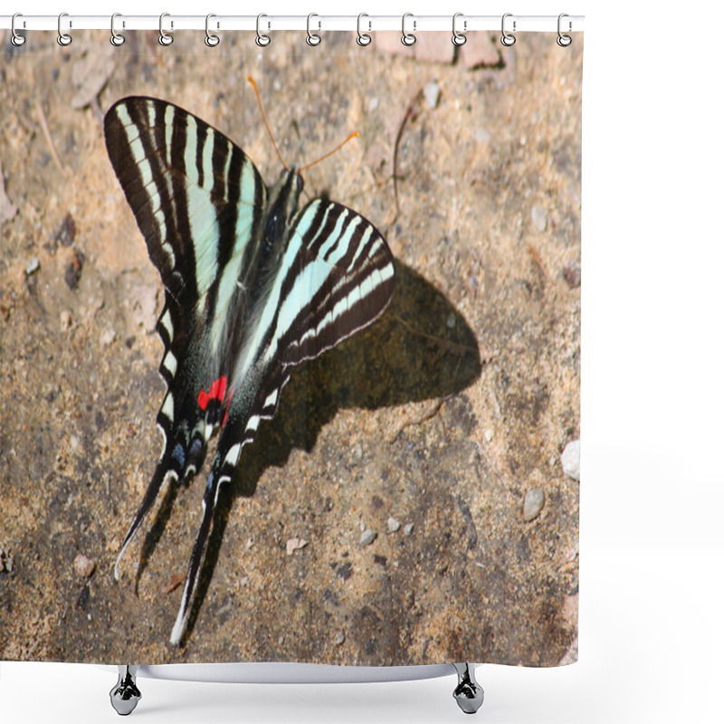 Personality  Zebra Swallowtail (Eurytides Marcellus) Shower Curtains