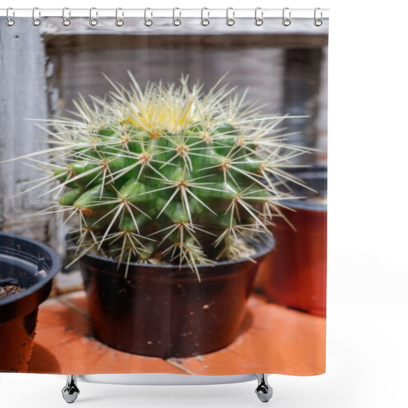 Personality  Close-up Of A Potted Barrel Cactus With Sharp Yellow-tipped Spines Sitting On A Rustic Outdoor Shelf. The Round Green Body Contrasts With The Terracotta Background And The Black Vase. Shower Curtains