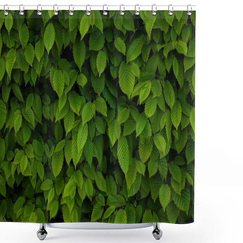 Personality  Ulmus Pumila Celer Leaves, European Hornbeam Or Carpinus Betulus In The Garden. Green Leaf Pattern With Sunlight, Nature Texture Or Background. Shower Curtains