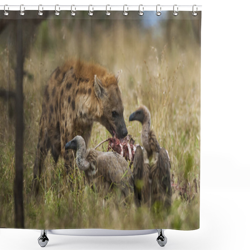 Personality  Hyena In Wild Nature Of South Africa Shower Curtains