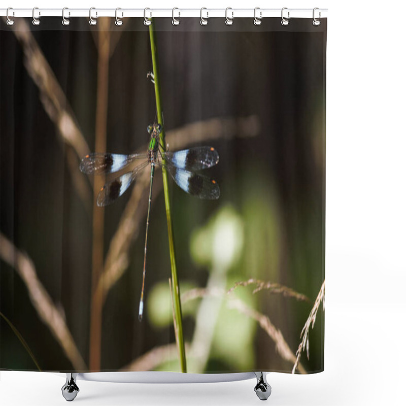 Personality  Mountain Malachite Damselfly (Chlorolestes Fasciatus) On Grass Stem, Limpopo, South Africa Shower Curtains