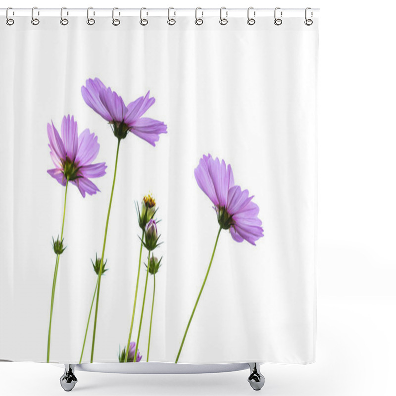 Personality  Purple Cosmos Flowers On A White Background Shower Curtains