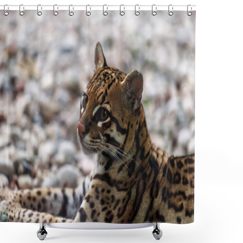 Personality  Close View Of An Ocelot, A Small Wild Cat, Leopardus Pardalis  Shower Curtains