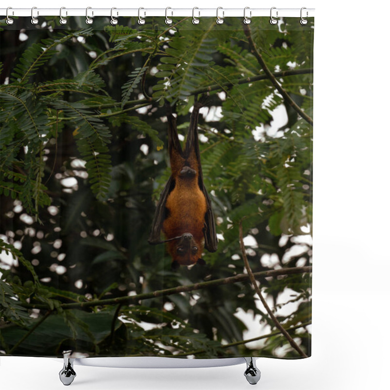 Personality  An Indian Fruit Bat (Pteropus Medius) Captured Through Spot Focus, Hanging Upside Down From A Tree Branch Amidst Lush Green Foliage.  Shower Curtains