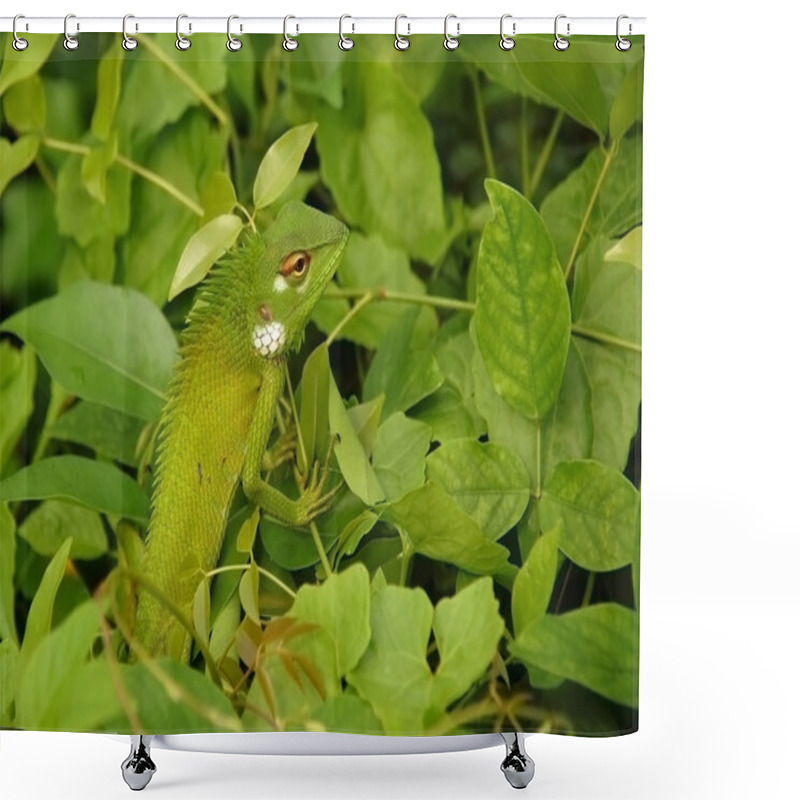 Personality  Variable Lizard In The Green Background Shower Curtains