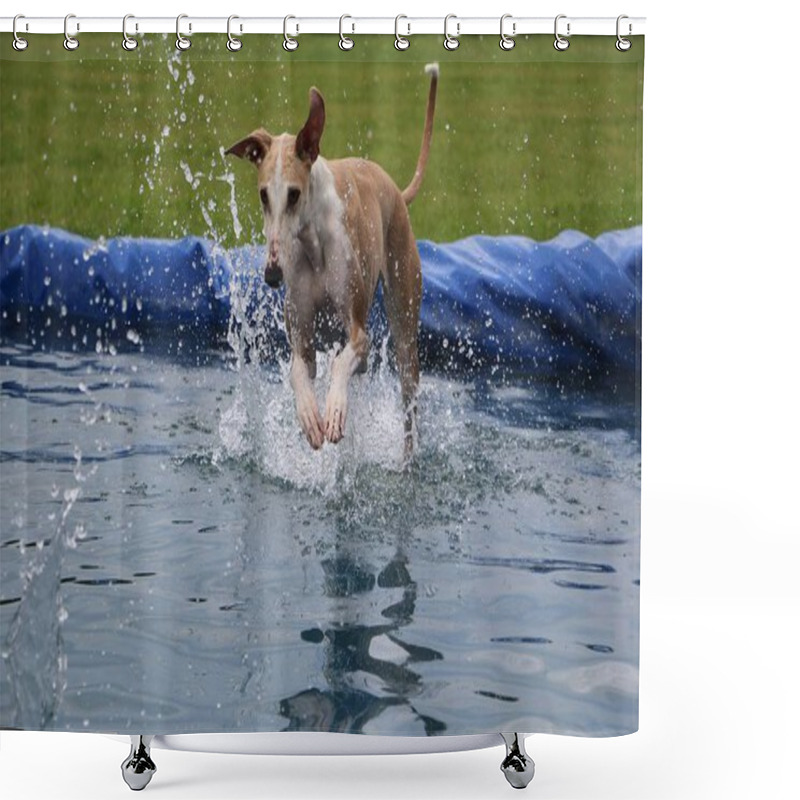 Personality  Funny Galgo Is Jumping In The Pool Shower Curtains