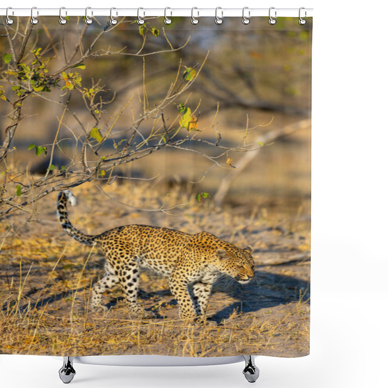 Personality  A Stealthy Leopard Moves Gracefully Through The Dry Grasslands, Its Spotted Coat Blending Seamlessly With The Sunlit, Arid Environment Dotted With Sparse Trees. Shower Curtains