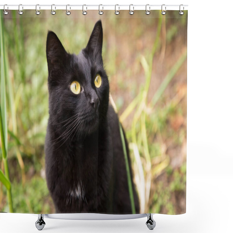 Personality  Beautiful Black Cat Portrait With Yellow Eyes And Attentive Look Looking Up, In Nature Close Up Shower Curtains