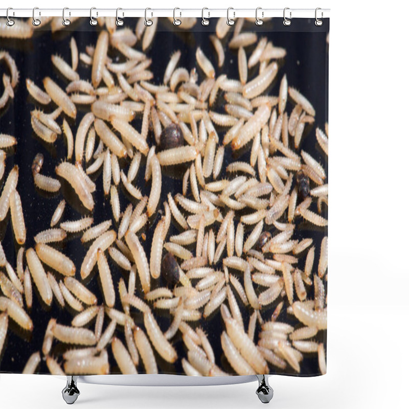 Personality  Fly Larvae Isolated On Black Background Shower Curtains