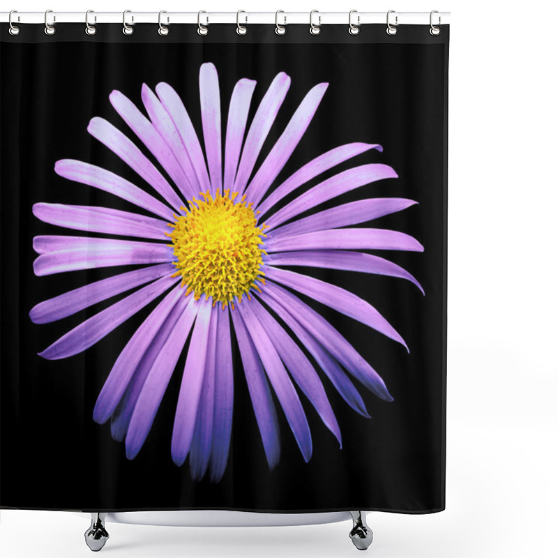 Personality  Natural Violet Exotic Chrysanthemum Flower Macro Isolated On Black Shower Curtains