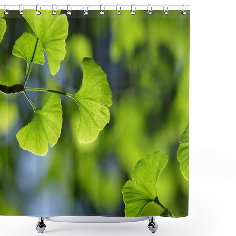 Personality  Ginkgo Biloba Tree. Green Leaves Of The  In Bright Illumination With A Blurred Background Shower Curtains