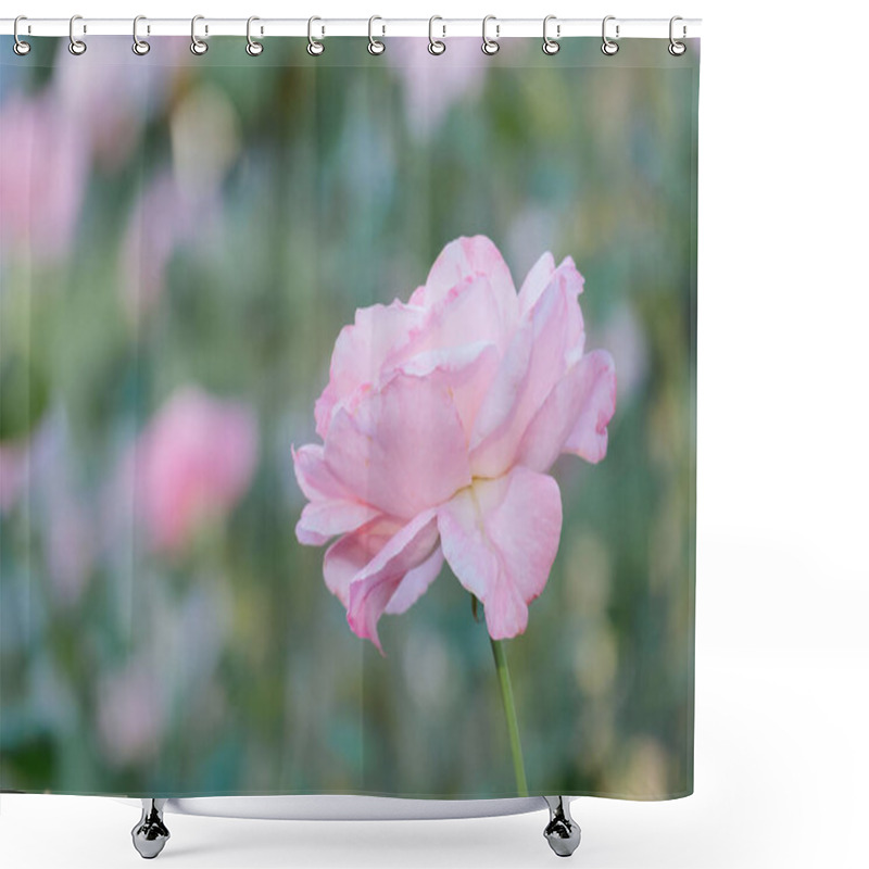 Personality  Pastel Soft Pink Rose On A Blurred Background Shower Curtains