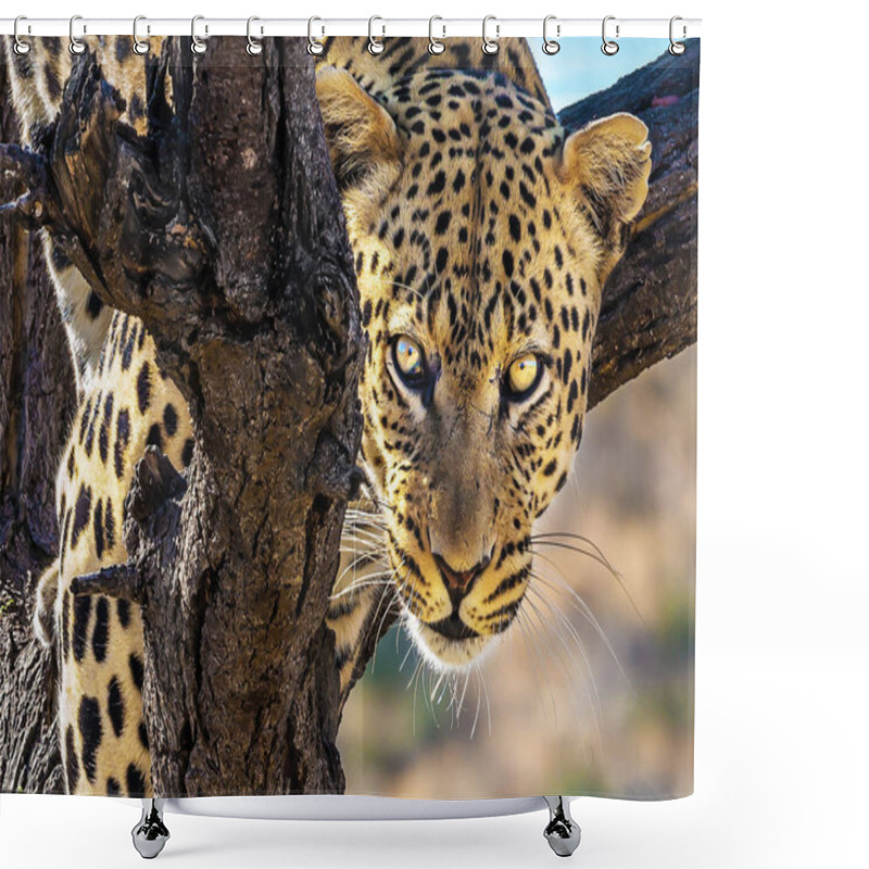 Personality  The Concept Of Exotic And Extreme Tourism. Happy And Well Fed Leopard Resting On A Tree. African Spotted Leopard After Feeding. Travel To Namibia Shower Curtains