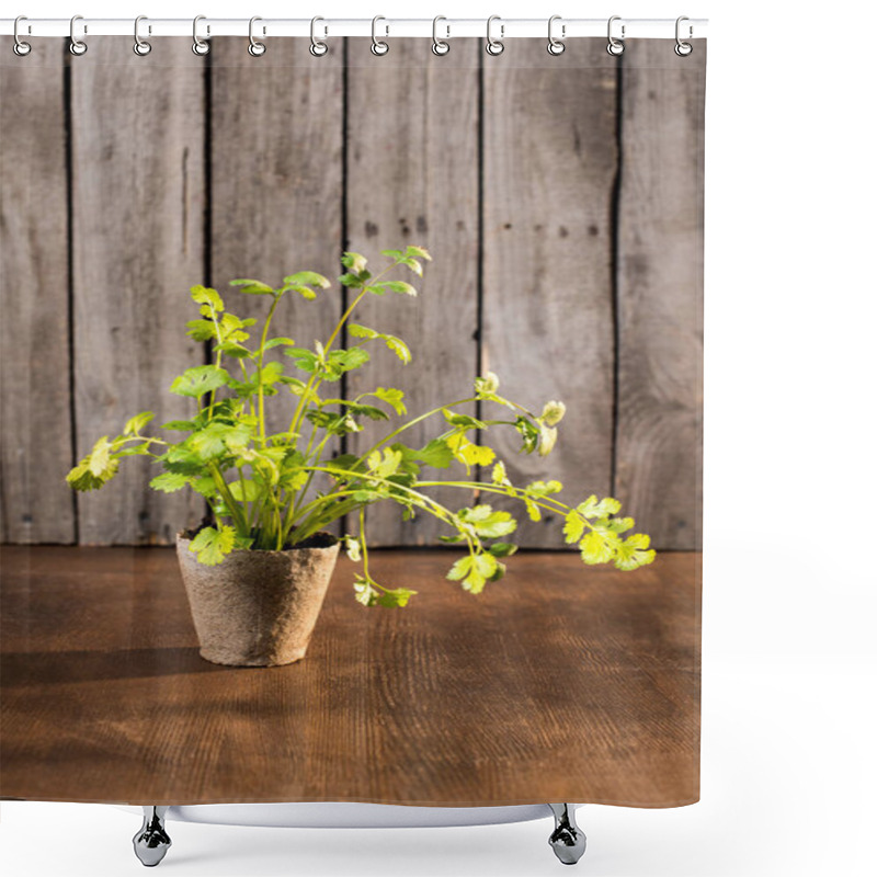 Personality  Parsley Growing In Flowerpot Shower Curtains