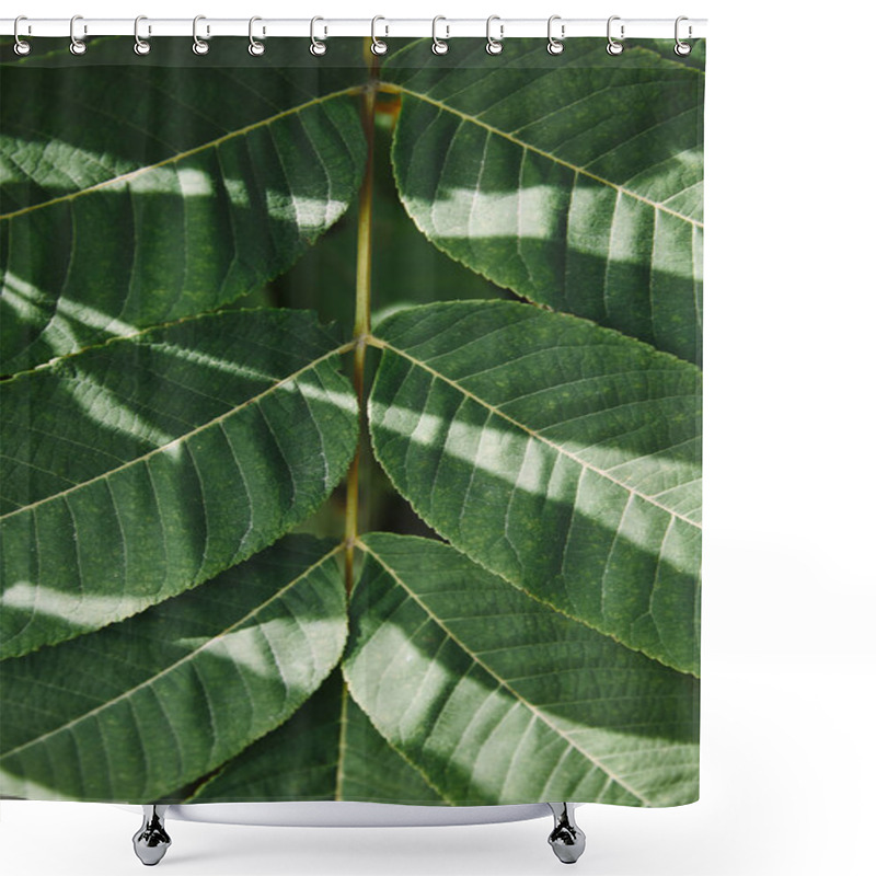 Personality  Close Up Of Green Leaves On Twig With Sunlight In Garden Shower Curtains