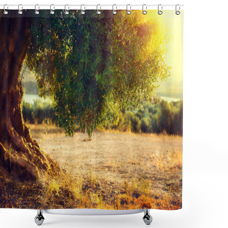 Personality  Plantation Of Olive Trees At Sunset. Shower Curtains