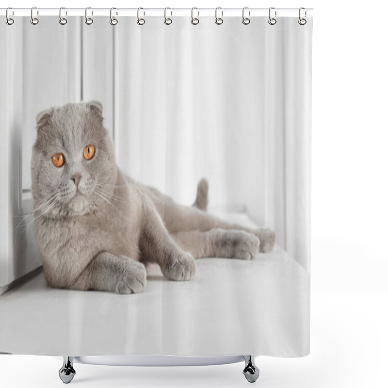 Personality  Scottish Fold Cat Shower Curtains