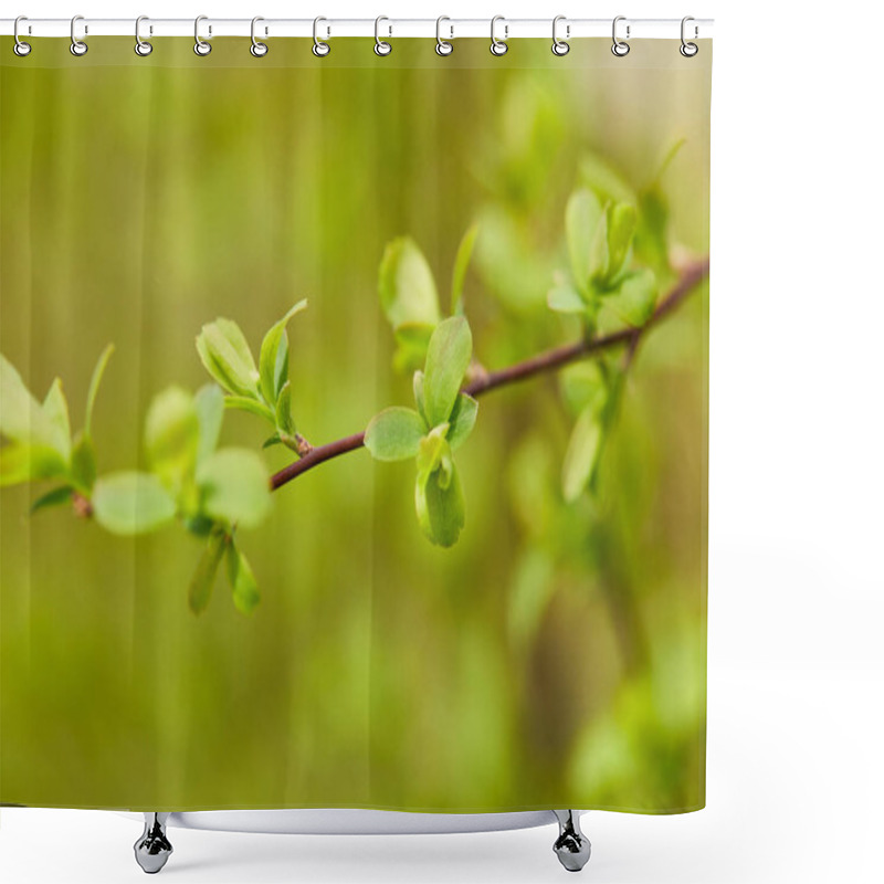 Personality  Close Up Of Green Blooming Leaves In Sunlight On Tree Branch In Spring Shower Curtains