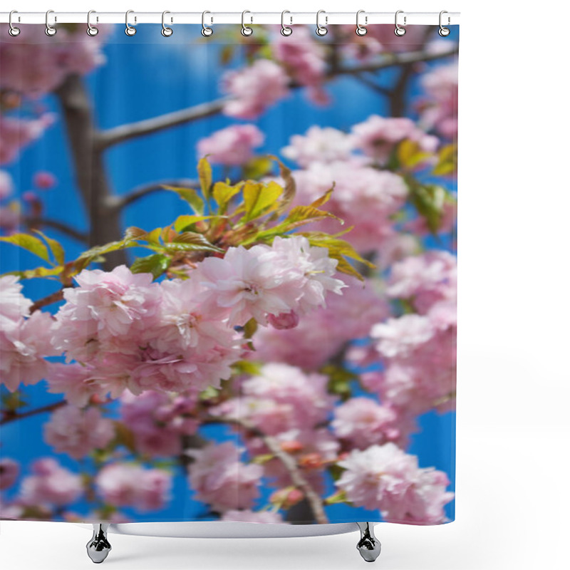 Personality  Sakura Tree Blossoms In Spring Against A Blue Sky. Shower Curtains