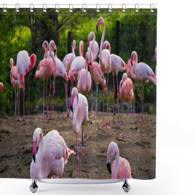 Personality  Large Group Of Pink Or Red Flamingos In The Berlin Zoo Shower Curtains