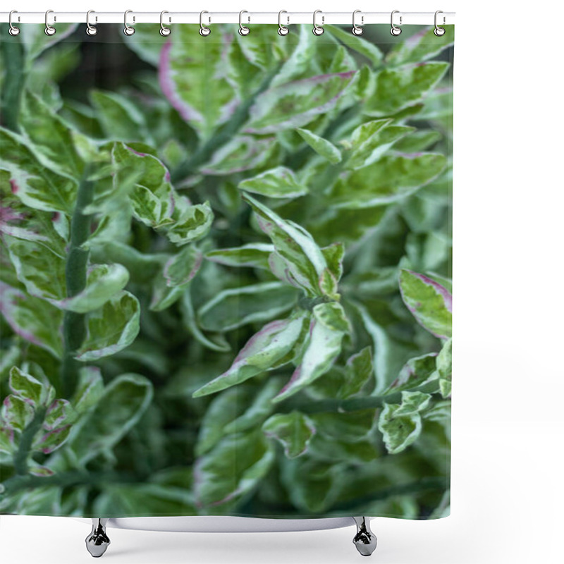 Personality  Pedilanthus Tithymaloides Or Zigzag Plants Shower Curtains