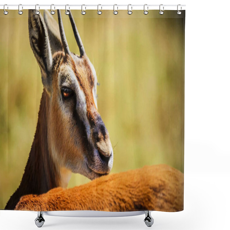 Personality  A Closeup Shot Of A Male Gazelle In The Grass Shower Curtains