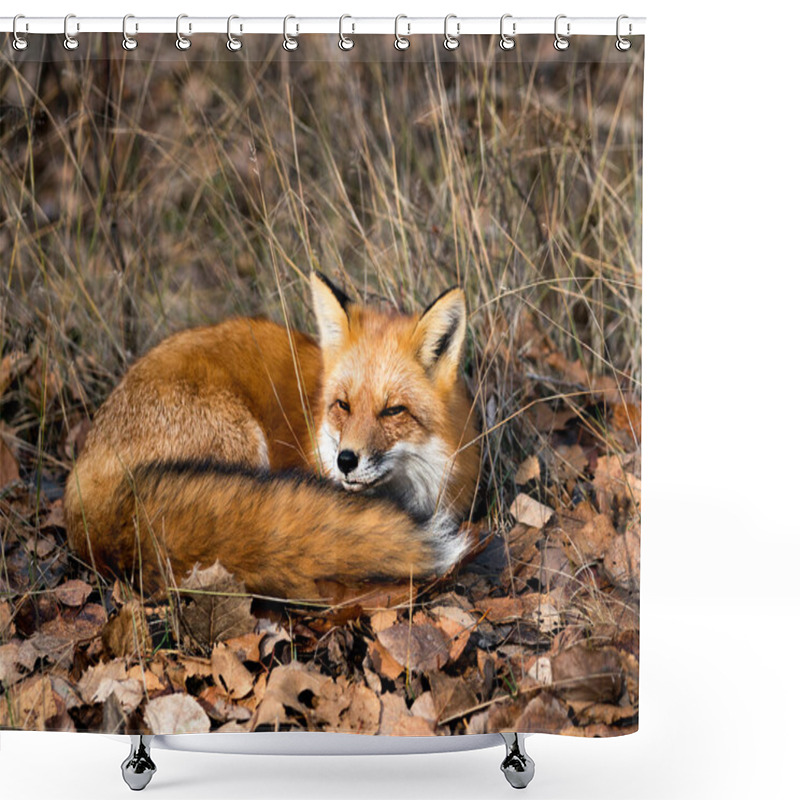 Personality  Red Fox Photo Stock. Red Fox In The Forest Resting On Brown Autumn Leaves In Its Environment And Habitat, Displaying Fox Tail, Fox Fur. Fox Image. Fox Picture. Fox Portrait. Shower Curtains