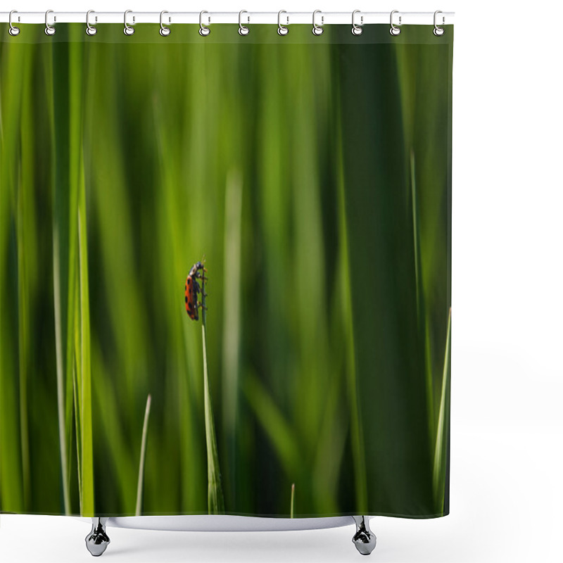 Personality  A Small Insect Shower Curtains