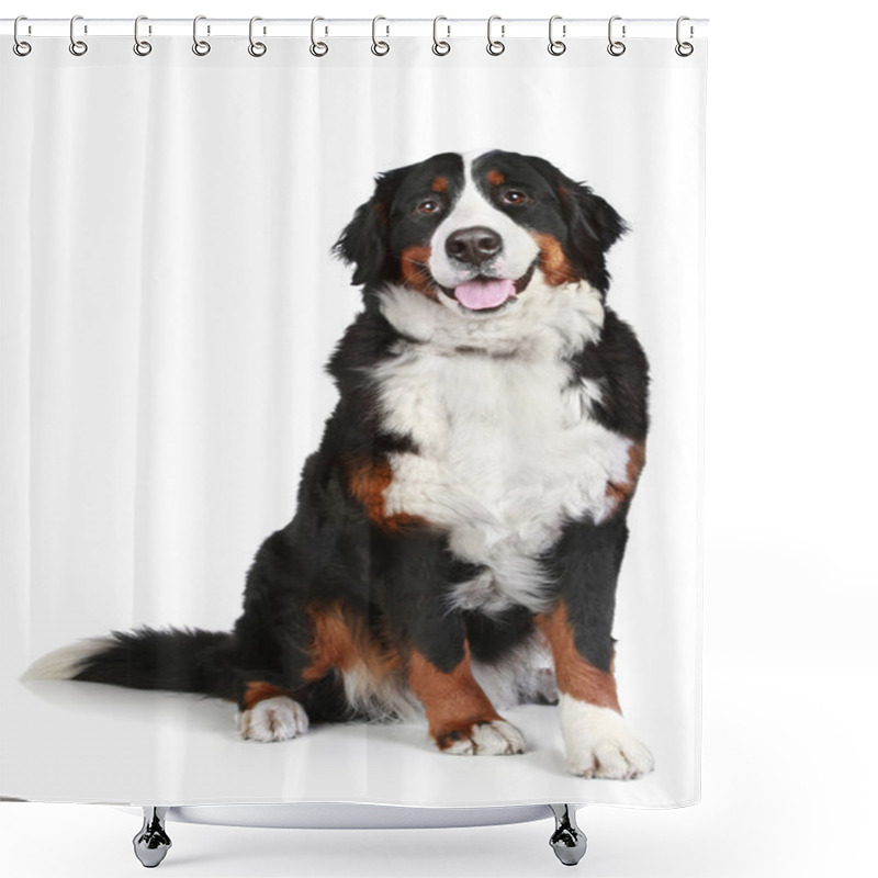 Personality  Bernese Mountain Dog On White Background Shower Curtains