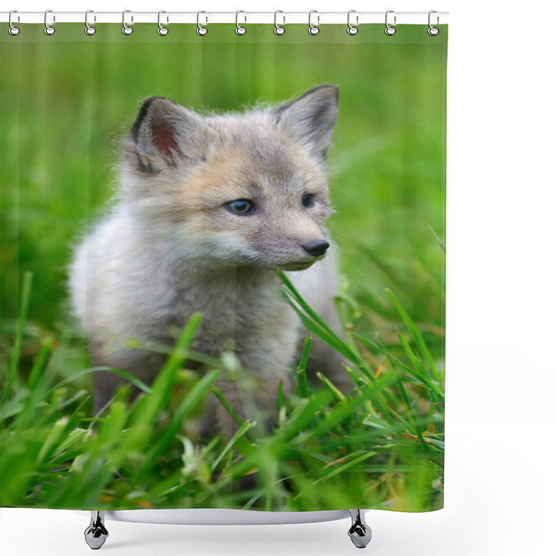 Personality  Baby Silver Fox Shower Curtains