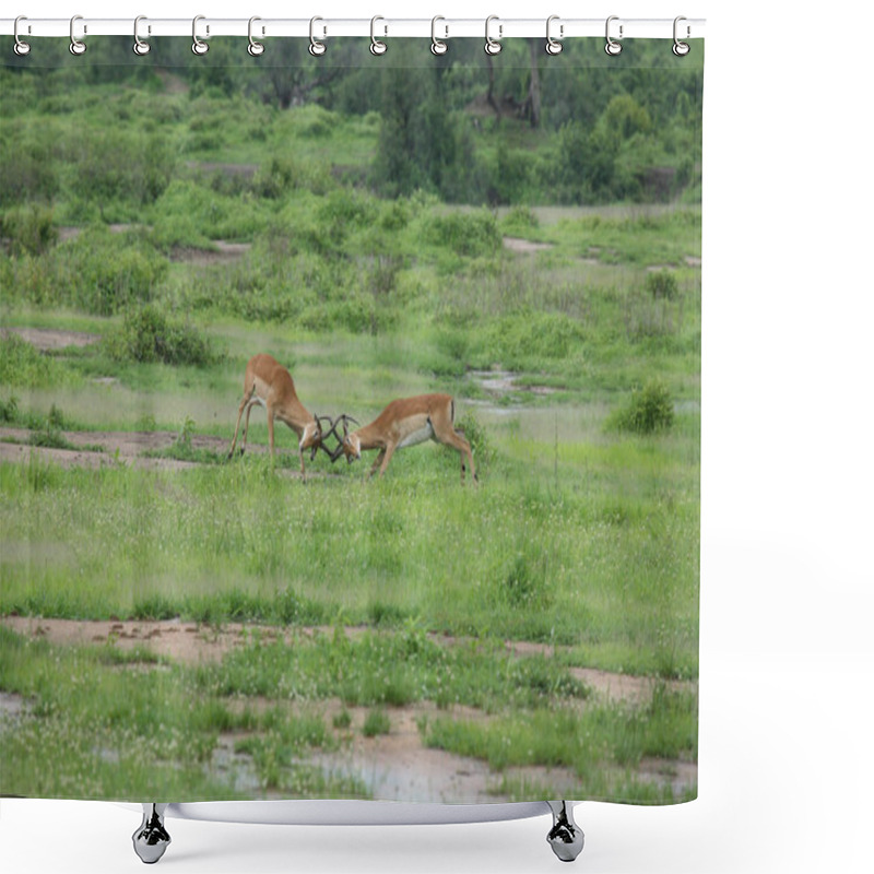 Personality  Wild Antelope Mammal In African Botswana Savannah Shower Curtains