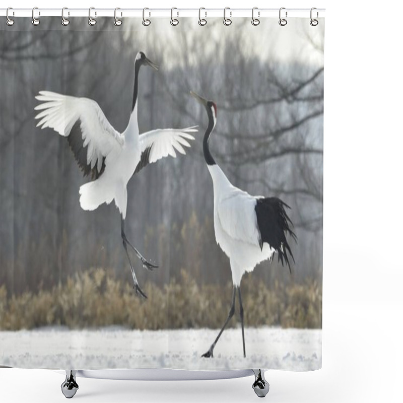 Personality  The Ritual Marriage Dance Of Cranes. The Red-crowned Cranes. Scientific Name: Grus Japonensis, Also Called The Japanese Crane Or Manchurian Crane, Is A Large East Asian Crane. Shower Curtains